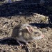 Yukon Deer Mouse - Photo (c) Anna Tölgyesi, some rights reserved (CC BY-NC), uploaded by Anna Tölgyesi