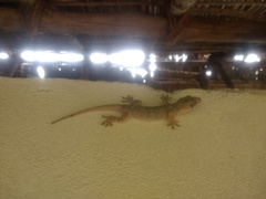 Hemidactylus platycephalus