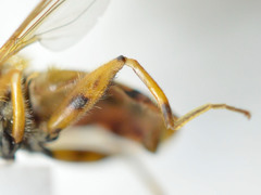Parhelophilus versicolor