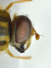 Parhelophilus versicolor