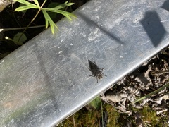 Dicerca tenebrica