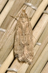 Helcystogramma lutatella