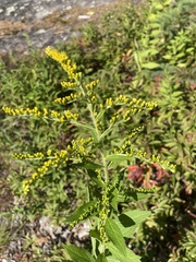 Solidago rugosa