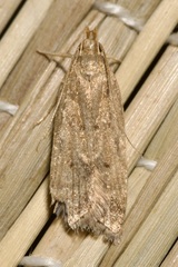 Helcystogramma lutatella