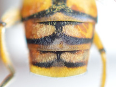 Parhelophilus versicolor