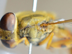 Parhelophilus versicolor
