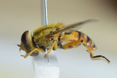Parhelophilus versicolor
