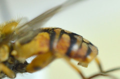 Parhelophilus versicolor