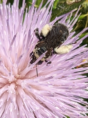 Heliomelissodes