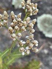 Achillea millefolium