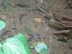 Poecilia reticulata