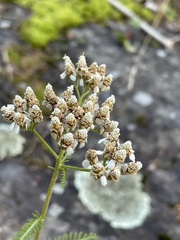 Achillea millefolium