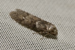 Blastobasis pannonica