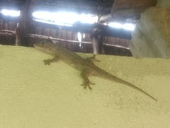 Hemidactylus platycephalus