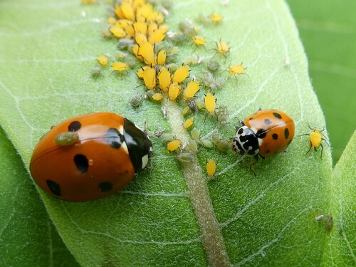 Variegated Lady Beetle photo 3