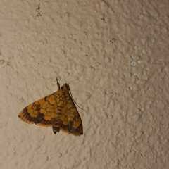 Portentomorpha xanthialis