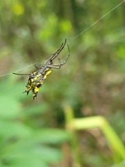 Micrathena decorata