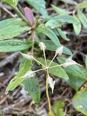 Kalmia angustifolia