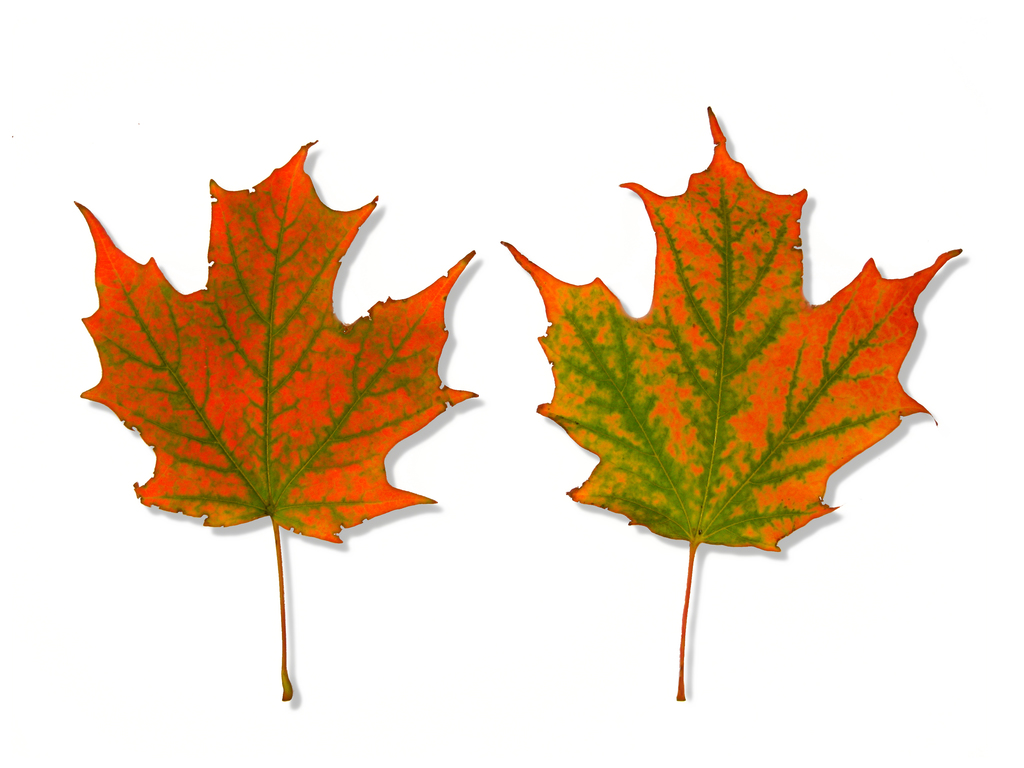 Разноцветный лист клена. Кленовый лист. Осенние листочки. Кленовый лист с двух сторон. Листья клена с двух сторон.
