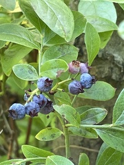 Vaccinium angustifolium