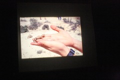 Stenodactylus sthenodactylus