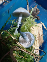 Stropharia pseudocyanea