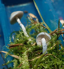 Stropharia pseudocyanea