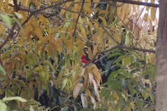 Pyrocephalus rubinus