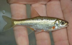 Alburnoides bipunctatus