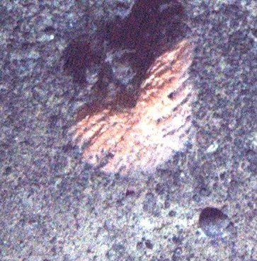 Bathypathes from Cobb Seamount on July 22, 2012 at 03:47 AM by Jennifer ...