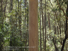 Eucalyptus major