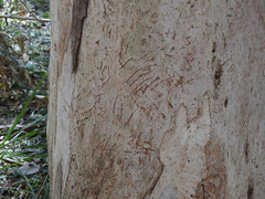 Eucalyptus major