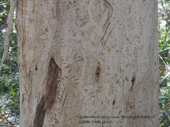 Eucalyptus major
