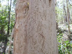 Eucalyptus major