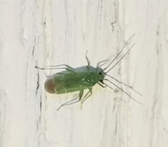 Orthotylus flavosparsus