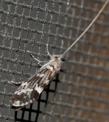 Ceraclea transversa