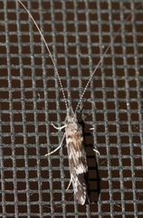 Ceraclea transversa