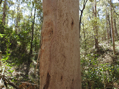 Eucalyptus major