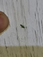 Orthotylus flavosparsus