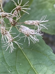 Eutrochium maculatum