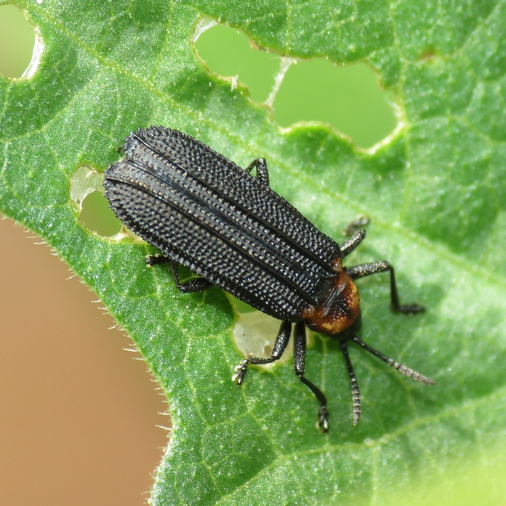 Xenochalepus ater