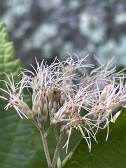 Eutrochium maculatum