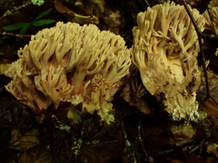 Ramaria bataillei
