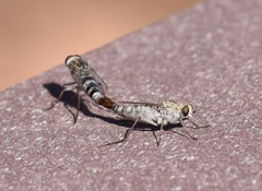 Apiocera