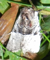 Meropleon diversicolor