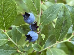Vaccinium angustifolium