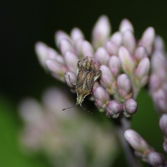 Harmostes fraterculus