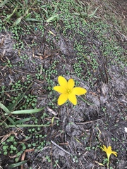 Zephyranthes pulchella