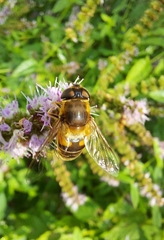 Eristalis pertinax