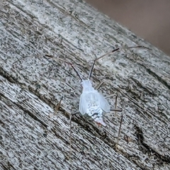 Hyaliodes